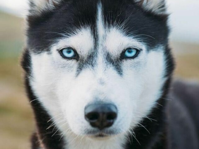 Cachorro emo com olhos azuis