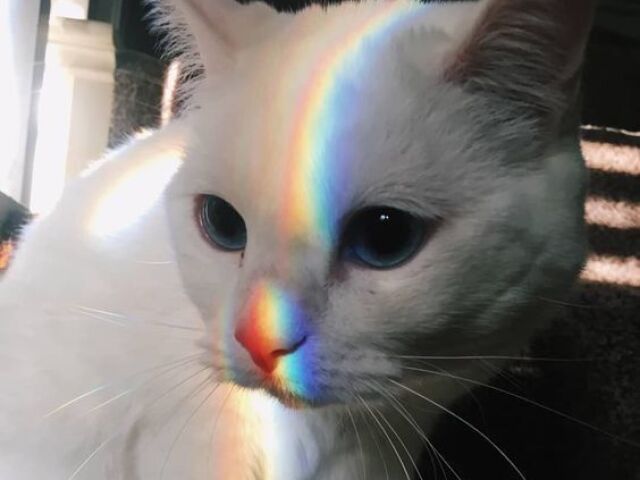 🐈Gato🐱