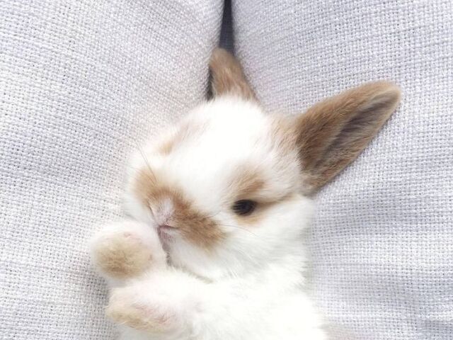 🐰Coelho🐇