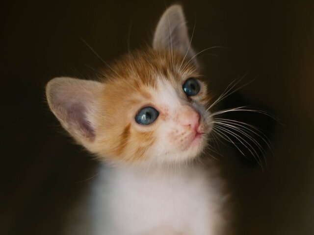 Gato