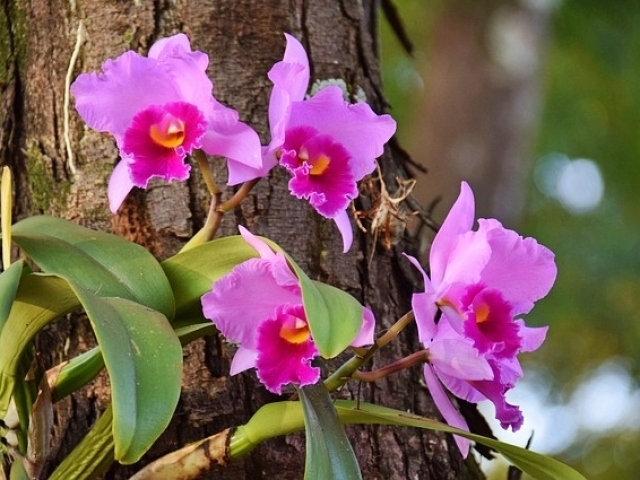 ORQUÍDEA