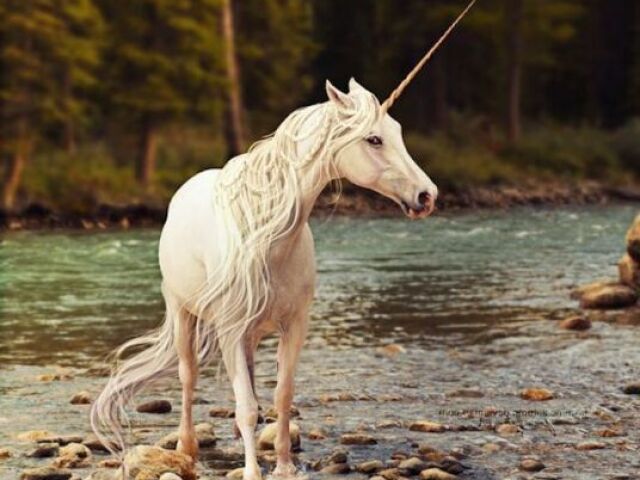 Unicórnio da floresta