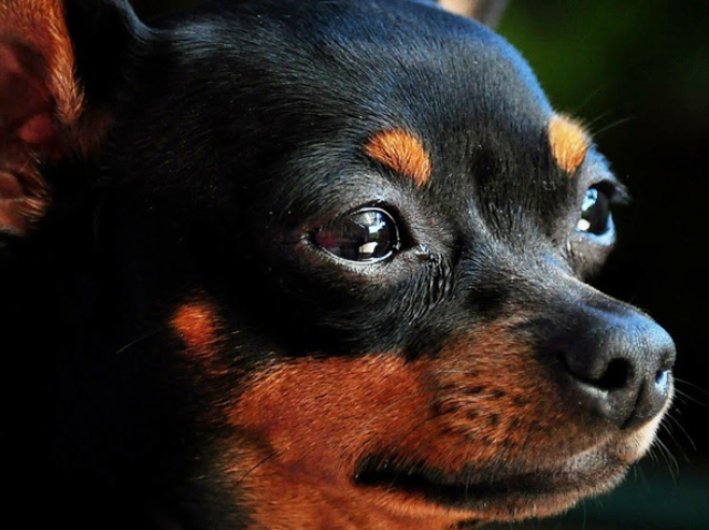 Você seria o pinscher