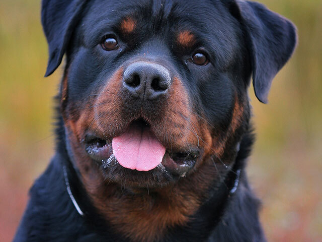 Você seria o(a)Rottweiler