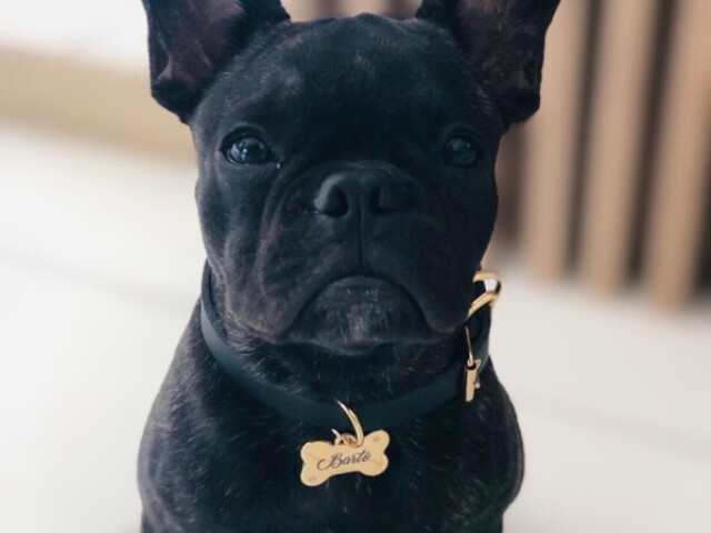 Você seria o buldog francês!