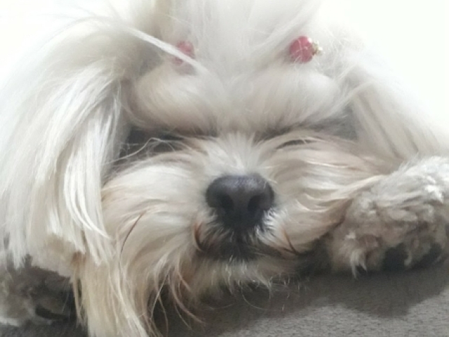 Você seria o(a) lhasa apso!