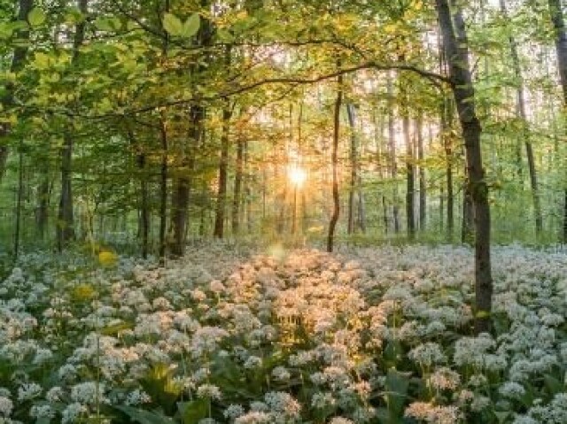 Campo de flores no meio da floresta