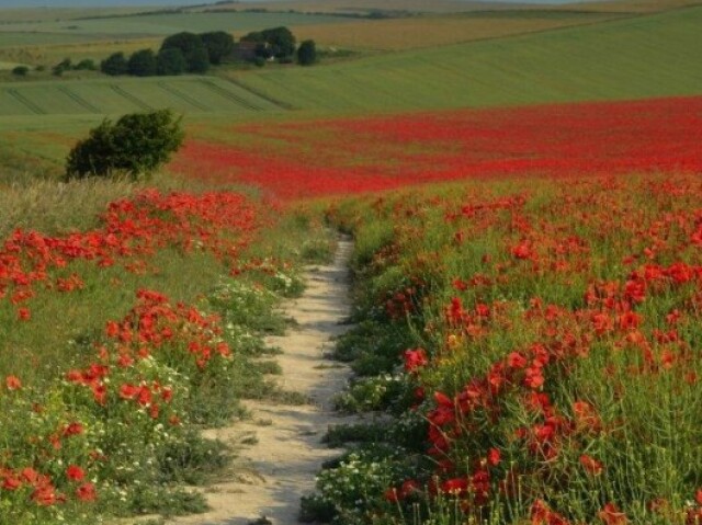 Estrada de campo de flores