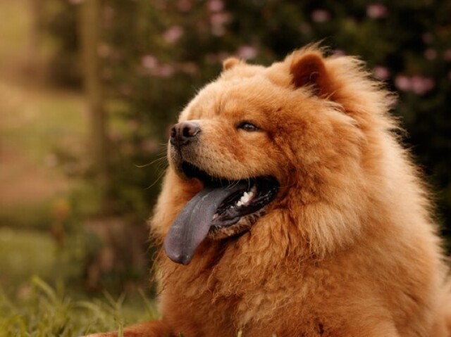 Chow Chow