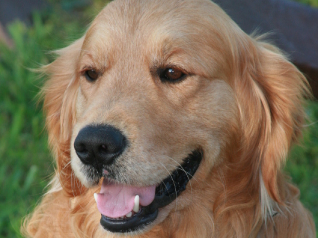 Golden Retriver