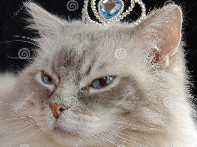 MELHOR CAT COFFE DO UNIVERSOO