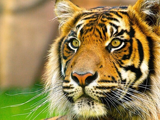 Tigre