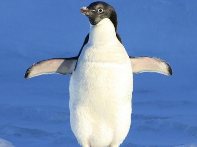 Pinguim