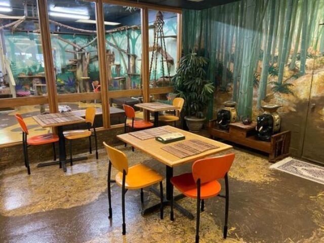 Cat café natural