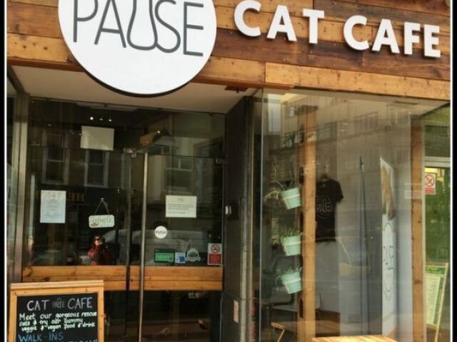 Cat café tradicional.