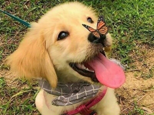 Parabéns os animais vão adorar o seu Pet Shop!
