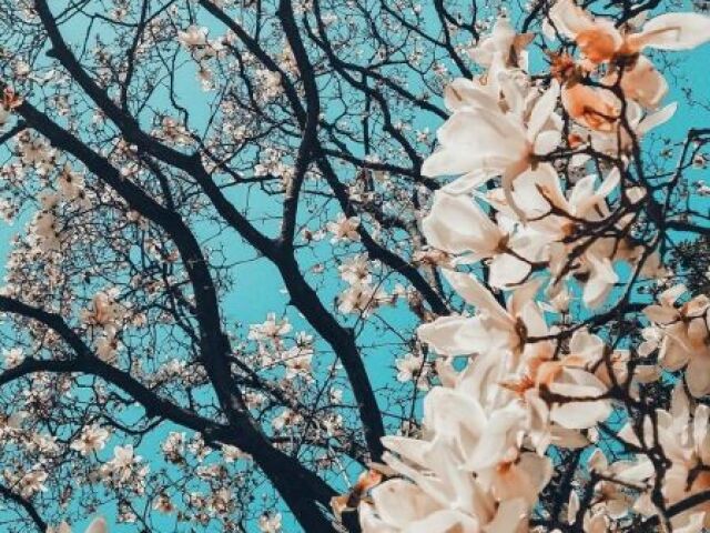 Qual flor você seria? 🌟