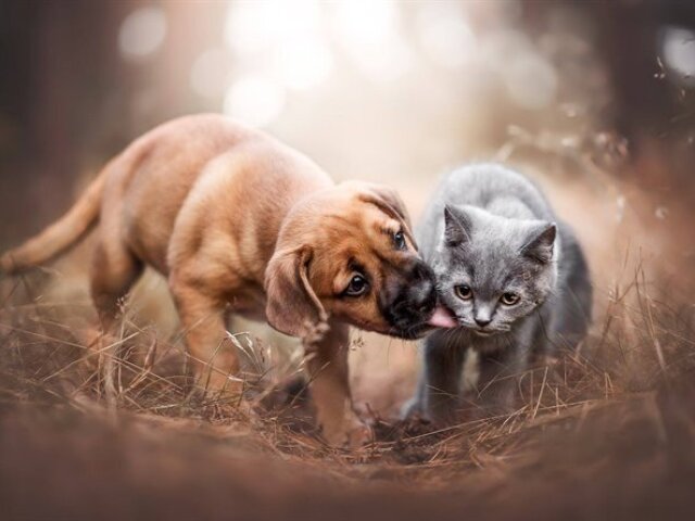 Você teria um cachorro ou um gato?