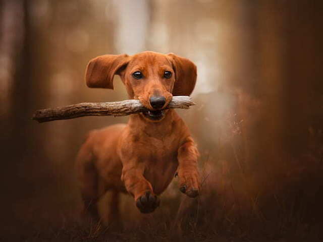 Cachorro!