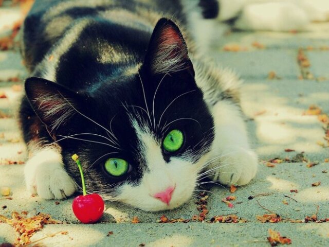 Gato!