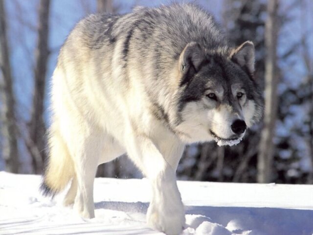 lobo