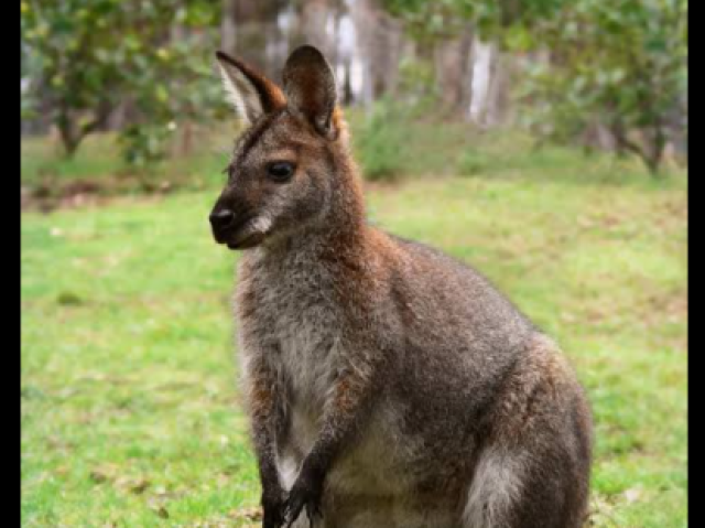 Wallaby