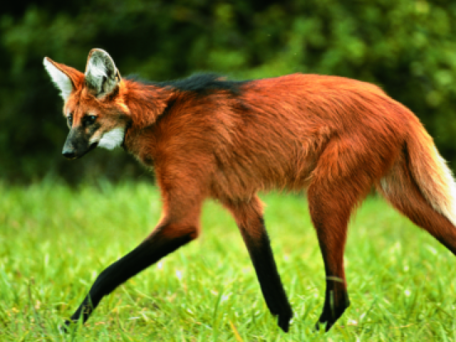 Lobo guará