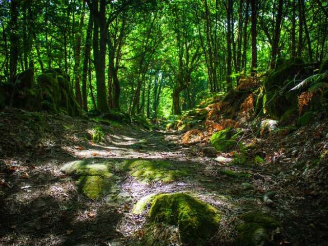 Floresta
