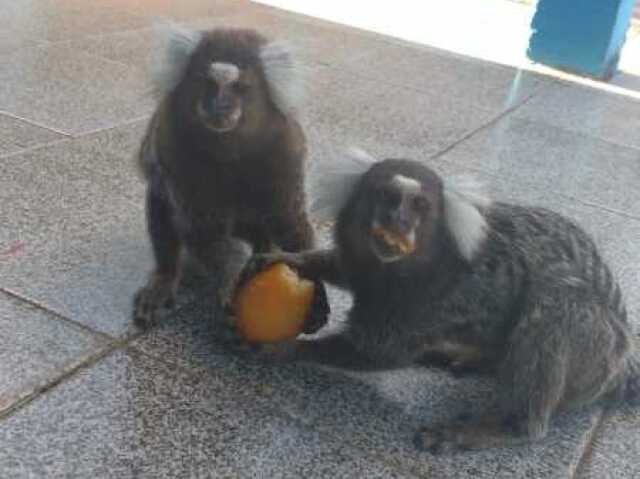 Macaquinho