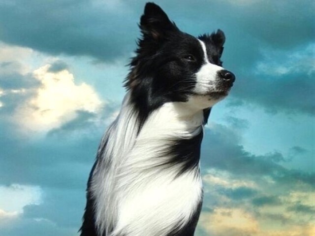 Borde collie