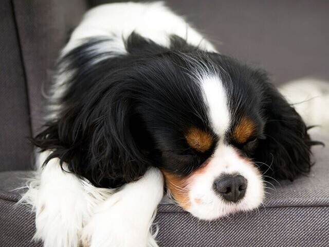 Cavalier King