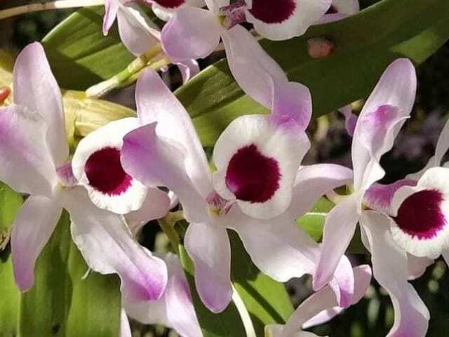 Orquídea.