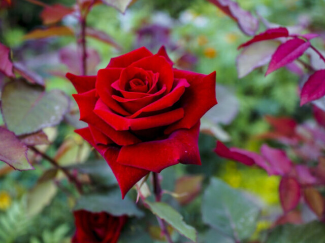 Rosa.