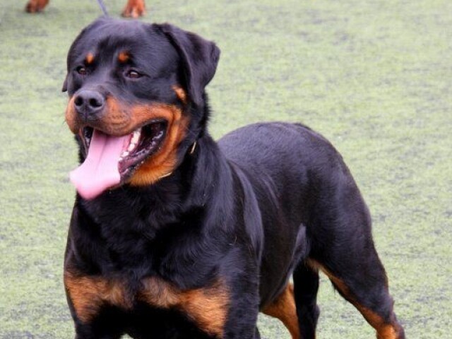 Rottweiler