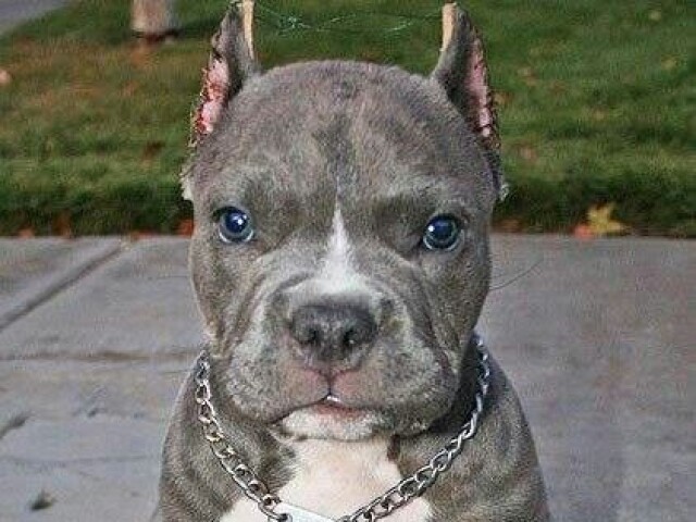 Pit Bull