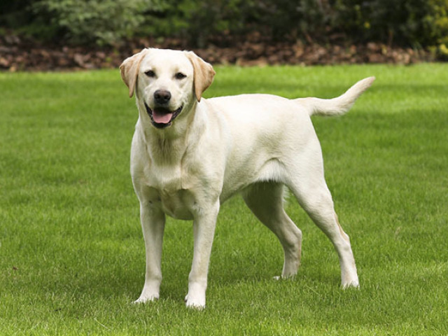 Labrador