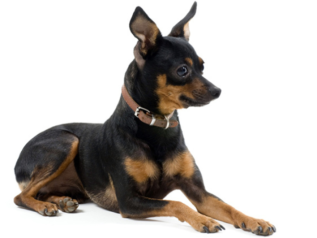 Pinscher