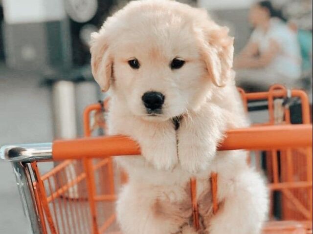 cachorro