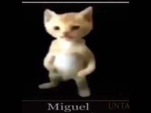 Gato