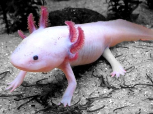 Axolotl