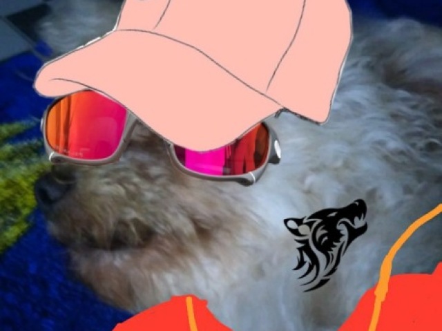 Cão