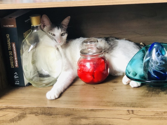 Gato