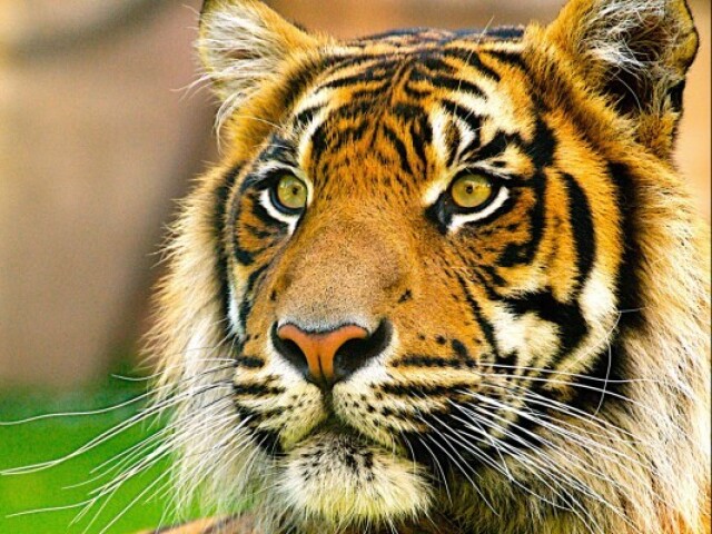 Tigre