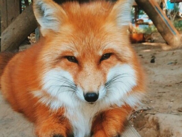 🦊