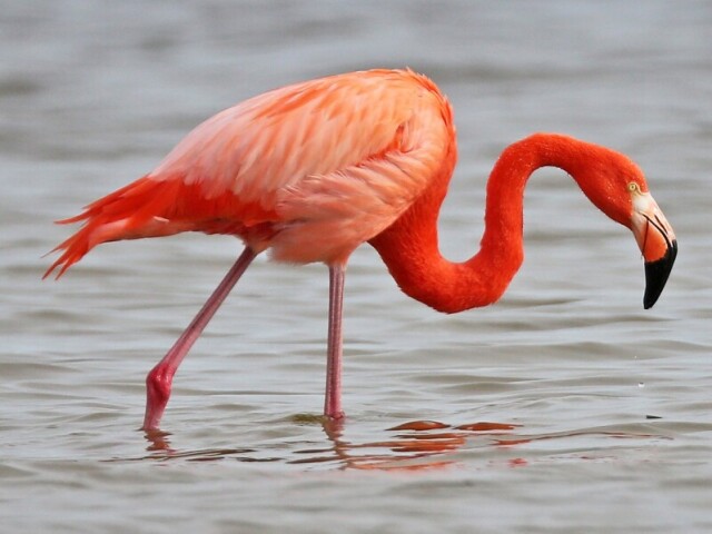 Flamingo.