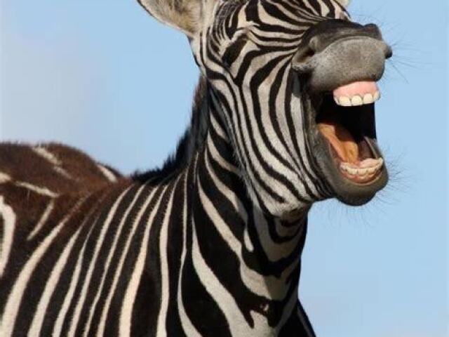 zebra?