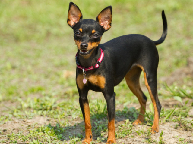 quero um pinscher tamanho máximo