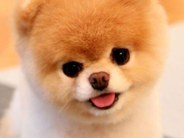 Fofo