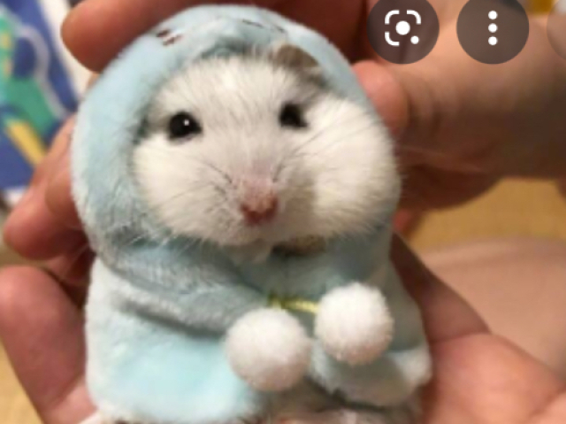 Hamster