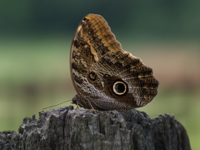 Borboleta